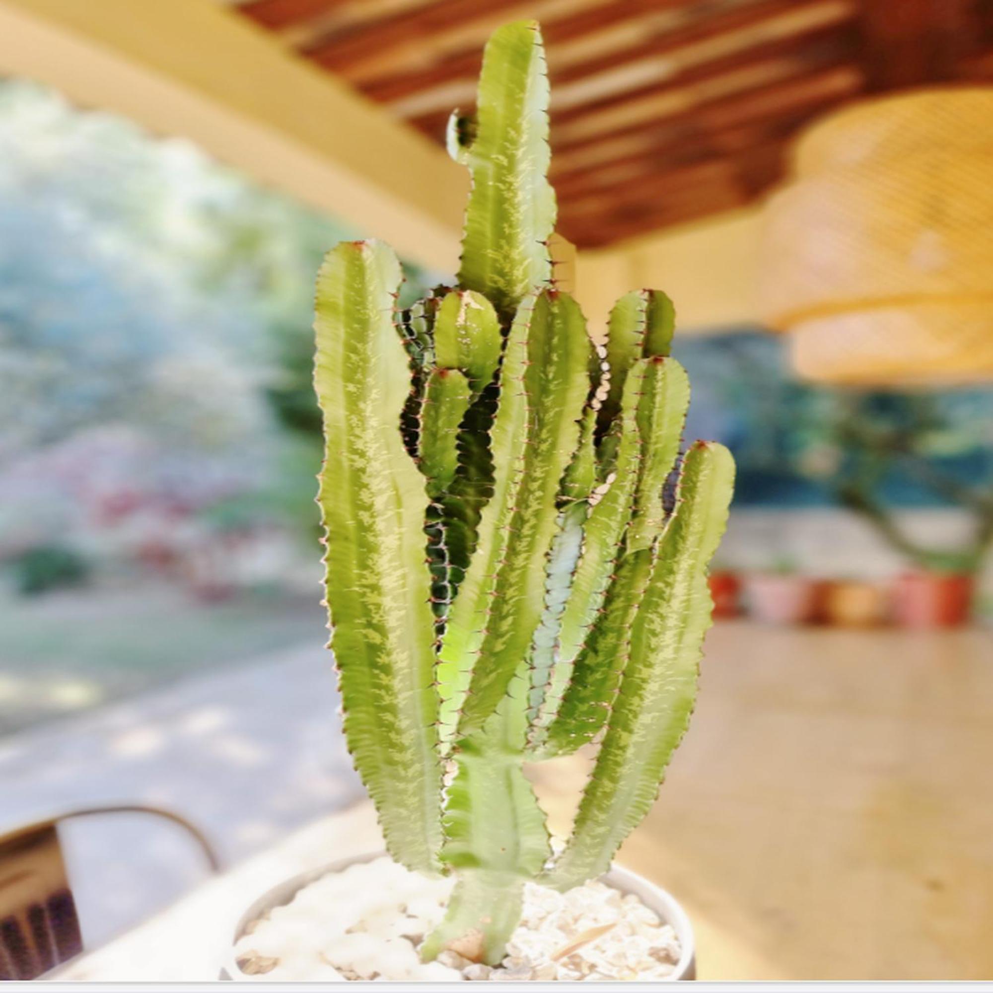 Villa Oasis En Provence Luberon Pierrevert Kültér fotó
